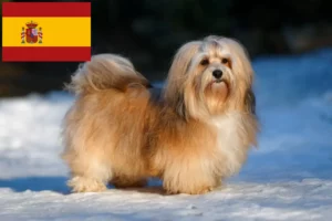 Lire la suite à propos de l’article Éleveurs de havanais et chiots en Espagne