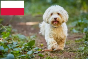 Lire la suite à propos de l’article Éleveurs de havanais et chiots en Pologne