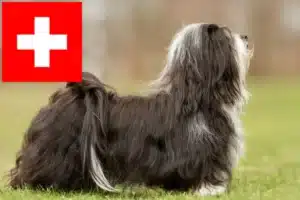 Lire la suite à propos de l’article Eleveurs de havanais et chiots en Suisse