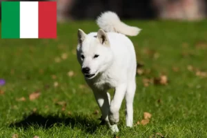 Lire la suite à propos de l’article Éleveurs de Hokkaido et chiots en Italie