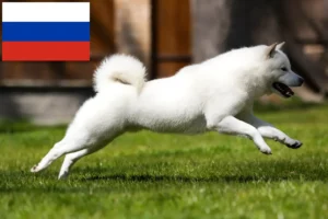 Lire la suite à propos de l’article Éleveurs de Hokkaido et chiots en Russie