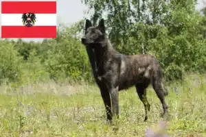 Lire la suite à propos de l’article Eleveurs et chiots de Hollandse Herdershond en Autriche