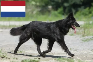 Lire la suite à propos de l’article Hollandse Herdershond éleveurs et chiots aux Pays-Bas