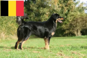 Lire la suite à propos de l’article Eleveurs de Hovawart et chiots en Belgique