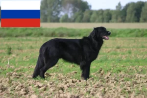 Lire la suite à propos de l’article Éleveurs de Hovawart et chiots en Russie