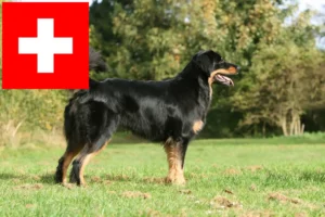 Lire la suite à propos de l’article Eleveurs de Hovawart et chiots en Suisse