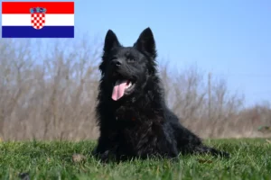 Lire la suite à propos de l’article Hrvatski ovčar éleveurs et chiots en Croatie