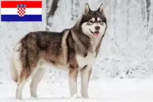 Lire la suite à propos de l’article Éleveurs de Husky et chiots en Croatie