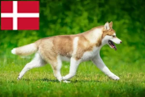 Lire la suite à propos de l’article Éleveurs de Husky et chiots au Danemark