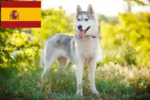 Lire la suite à propos de l’article Éleveurs de Husky et chiots en Espagne