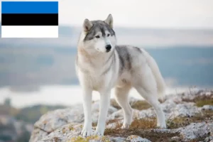 Lire la suite à propos de l’article Éleveurs de huskies et chiots en Estonie