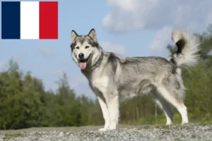 Lire la suite à propos de l’article Éleveurs de Husky et chiots en France