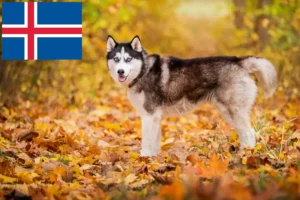 Lire la suite à propos de l’article Éleveurs de huskies et chiots en Islande