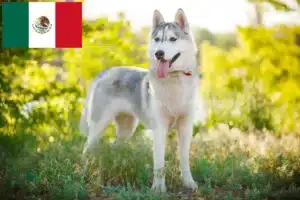 Lire la suite à propos de l’article Éleveurs de Husky et chiots au Mexique