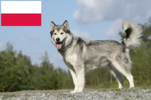 Lire la suite à propos de l’article Éleveurs de Husky et chiots en Pologne