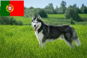 Lire la suite à propos de l’article Éleveurs de Husky et chiots au Portugal