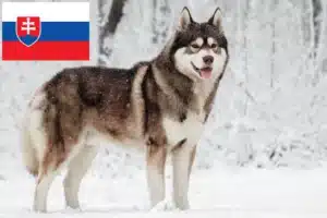 Lire la suite à propos de l’article Éleveurs de Husky et chiots en Slovaquie