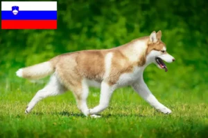 Lire la suite à propos de l’article Éleveurs de Husky et chiots en Slovénie