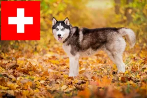 Lire la suite à propos de l’article Éleveurs de Husky et chiots en Suisse