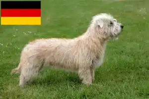 Lire la suite à propos de l’article Irish Glen of Imaal Terrier éleveurs et chiots en Allemagne