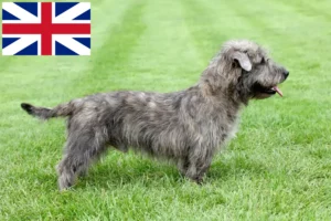 Lire la suite à propos de l’article Irish Glen of Imaal Terrier éleveurs et chiots en Grande-Bretagne