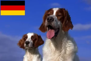 Lire la suite à propos de l’article Éleveurs d’Irish Red and White Setter et chiots en Allemagne