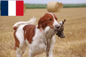 Lire la suite à propos de l’article Éleveurs d’Irish Red and White Setter et chiots en France