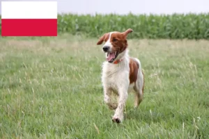 Lire la suite à propos de l’article Irish Red and White Setter éleveurs et chiots en Pologne