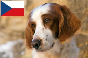 Lire la suite à propos de l’article Éleveurs d’Irish Red and White Setter et chiots en République tchèque