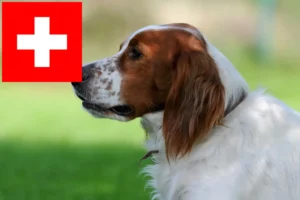 Lire la suite à propos de l’article Irish Red and White Setter éleveurs et chiots en Suisse