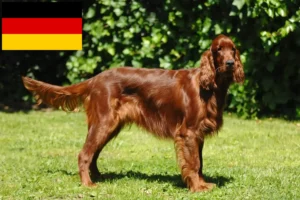 Lire la suite à propos de l’article Éleveurs d’Irish Red Setter et chiots en Allemagne