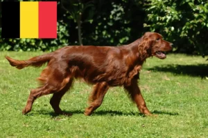 Lire la suite à propos de l’article Éleveurs d’Irish Red Setter et chiots en Belgique