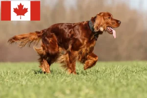 Lire la suite à propos de l’article Éleveurs d’Irish Red Setter et chiots au Canada