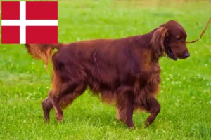 Lire la suite à propos de l’article Éleveurs de setter rouge irlandais et chiots au Danemark