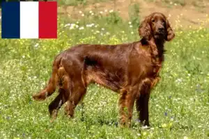 Lire la suite à propos de l’article Éleveurs d’Irish Red Setter et chiots en France