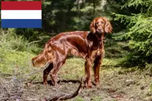 Lire la suite à propos de l’article Éleveurs d’Irish Red Setter et chiots aux Pays-Bas