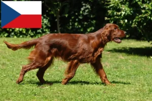 Lire la suite à propos de l’article Éleveurs d’Irish Red Setter et chiots en République tchèque