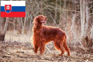 Lire la suite à propos de l’article Éleveurs d’Irish Red Setter et chiots en Slovaquie