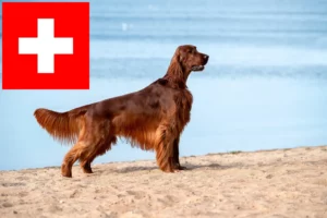 Lire la suite à propos de l’article Éleveurs d’Irish Red Setter et chiots en Suisse