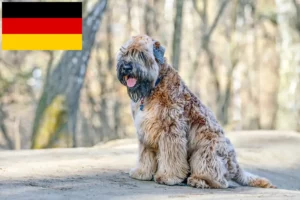 Lire la suite à propos de l’article Irish Soft Coated Wheaten Terrier éleveurs et chiots en Allemagne