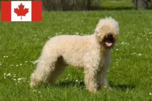 Lire la suite à propos de l’article Irish Soft Coated Wheaten Terrier éleveurs et chiots au Canada