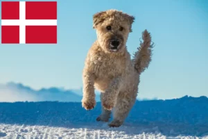 Lire la suite à propos de l’article Irish Soft Coated Wheaten Terrier Éleveurs et chiots au Danemark