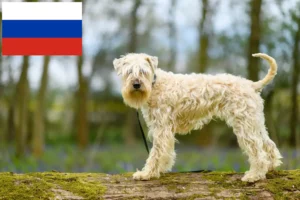 Lire la suite à propos de l’article Irish Soft Coated Wheaten Terrier éleveurs et chiots en Russie