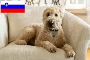 Lire la suite à propos de l’article Irish Soft Coated Wheaten Terrier Éleveurs et chiots en Slovénie