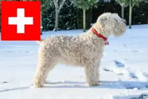 Lire la suite à propos de l’article Irish Soft Coated Wheaten Terrier éleveurs et chiots en Suisse