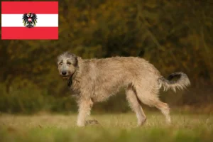 Lire la suite à propos de l’article Éleveurs d’Irish Wolfhounds et chiots en Autriche