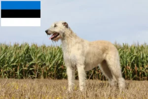 Lire la suite à propos de l’article Éleveurs d’Irish Wolfhounds et chiots en Estonie