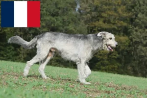 Lire la suite à propos de l’article Éleveurs d’Irish Wolfhounds et chiots en France