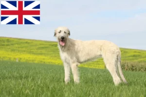 Lire la suite à propos de l’article Éleveurs d’Irish Wolfhounds et chiots en Grande-Bretagne