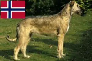 Lire la suite à propos de l’article Éleveurs d’Irish Wolfhounds et chiots en Norvège